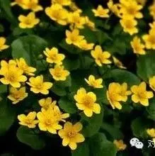 闳才定岁昭千古 春韵承风泽万家  张如炎 河南三门峡