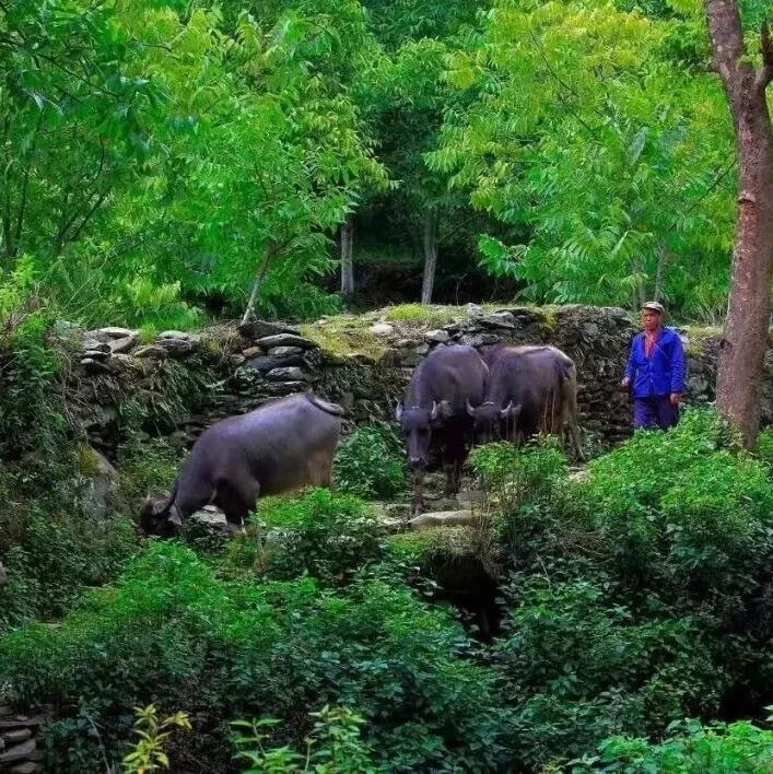 【伴行者】滇西南秘境 8 天漫游｜打卡哀牢山石门峡古墨村 翁基古寨鲁史古镇 尽览滇西南风情