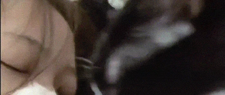 本猫：看什么看，看也不是你的