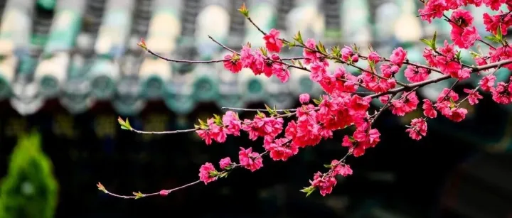 乳腺癌治疗「全面开花」