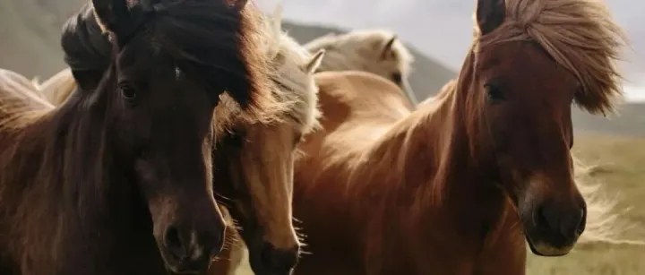 The 2026 Horse Meme Epidemic Sweeps Chinese Offices