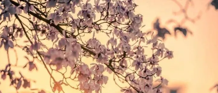 港人组织互相攻讦  无心帮助移英港人令人失望