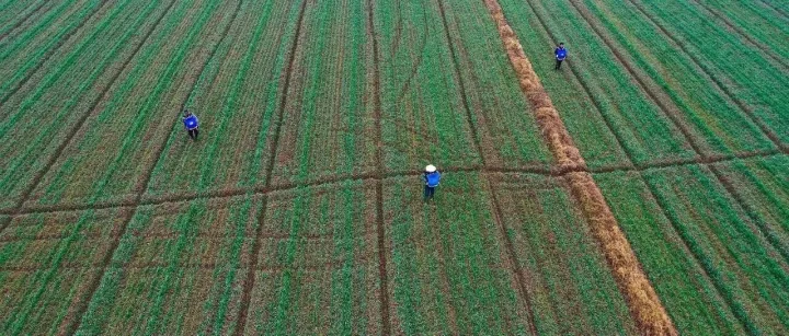 中央财政统筹安排12.5亿元，积极支持冬小麦促弱转壮