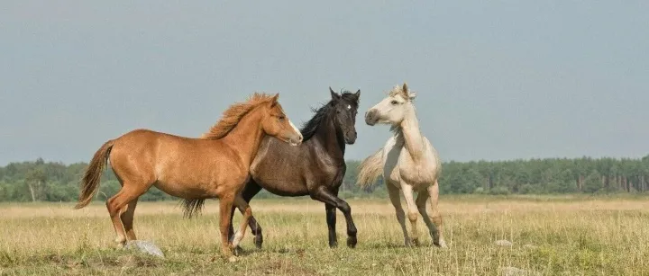 改变人类历史的马，居然是隐藏款宝藏生肖
