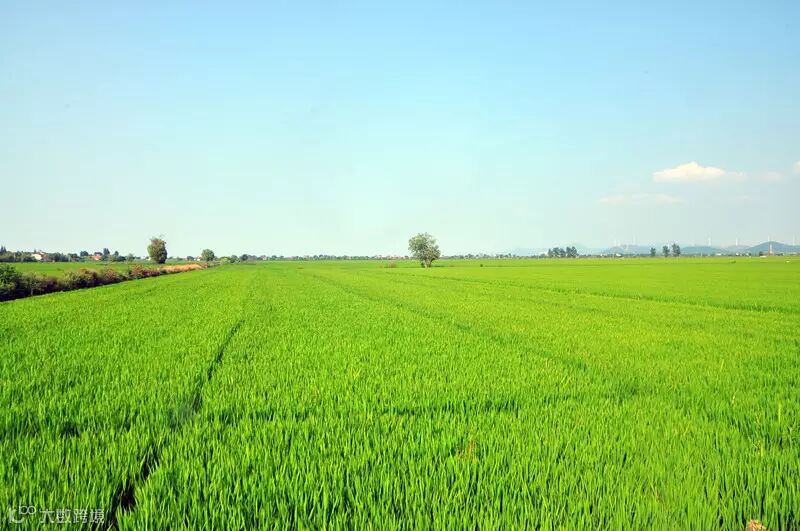 槐林稻田_副本.jpg