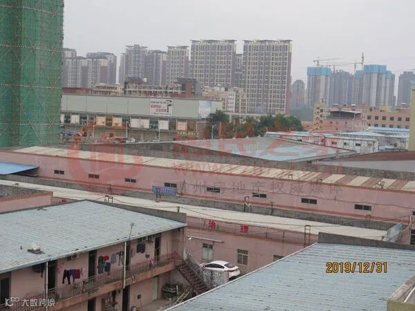 惠阳11号现�?jpg