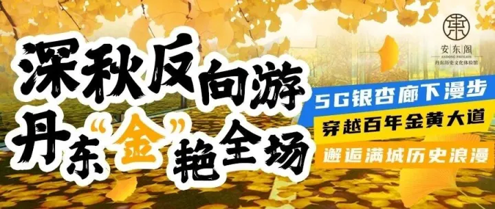 错过了银杏季？丹东这个神仙地方，带你走进金色浪漫！