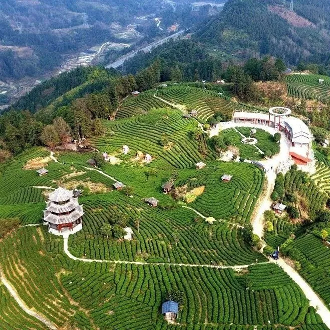 从“有女莫嫁布央郎”到“姑娘争嫁布央郎”，这片叶子做对了什么？