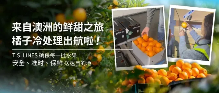 来自澳洲的鲜甜之旅｜橘子冷处理出航啦！