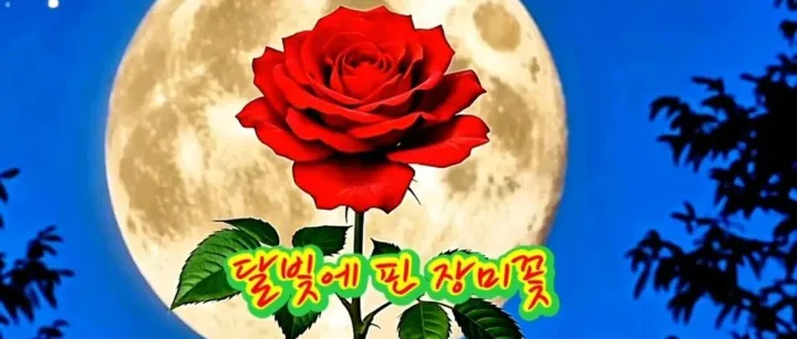 | 연변음악 | 달빛에 핀 장미꽃