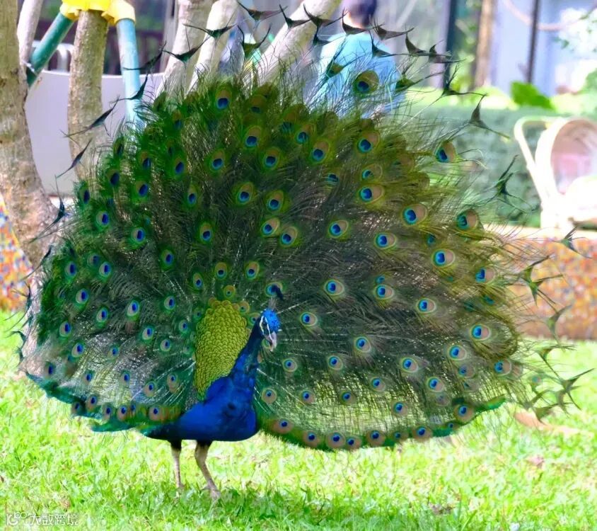 孔雀.webp.jpg