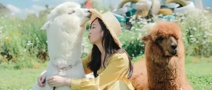 终于定了！2026池州新春户外动物公园，2月17日起盛大迎客！门票免费送！