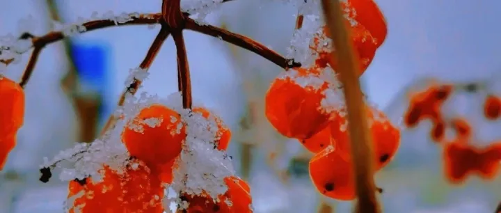 六盘山尚寒，春信已悄然