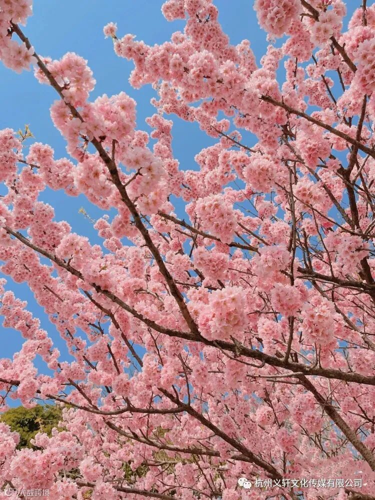 简篇-【惊艳杭州】龙湖丁桥天街首届醉美樱花美食潮玩节3月10日盛大开幕,百万福利免费送