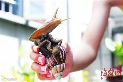 非洲大蜗牛大如鸡蛋入侵莆田 不能摸和吃