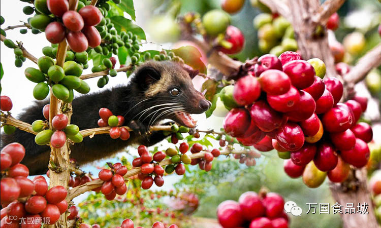 世界十大最贵的咖啡