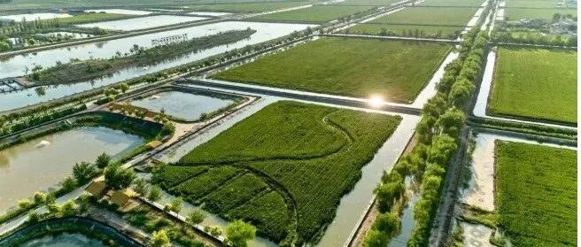 盐碱地变粮仓—中国唤醒亿亩“沉睡”土地