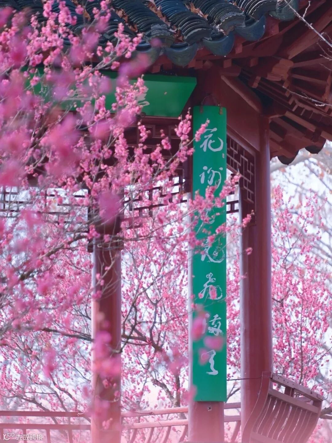 2.4实拍梅花山🎐立春🎀风有约 花有信_3_梧桐行歌📷_来自小红书网页版.jpg