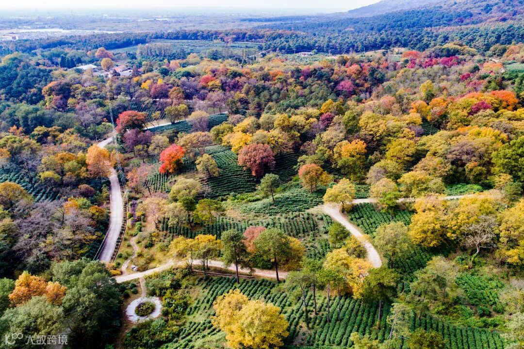 老山茶园 刁爱国摄.jpg