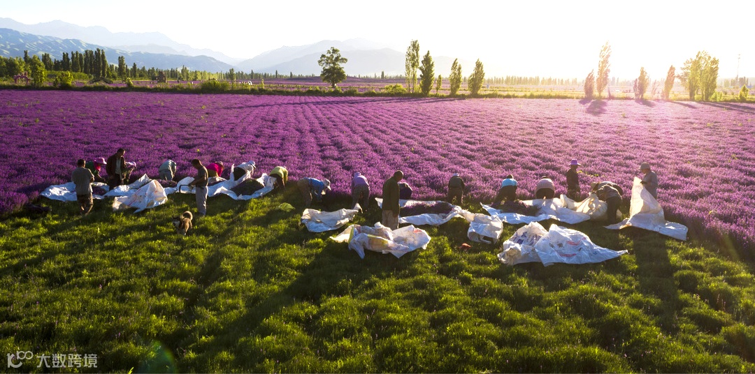 薰衣草收割 (2).JPG