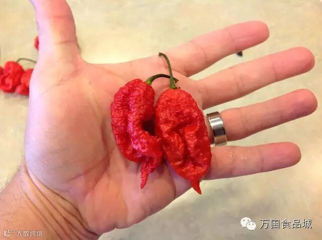 世界上最辣的八种辣椒