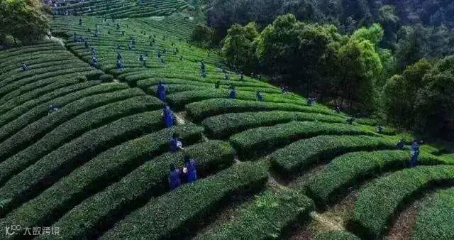 茶园2.jpg