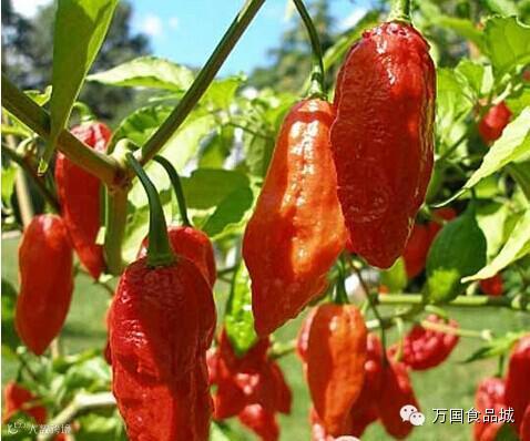 世界上最辣的八种辣椒