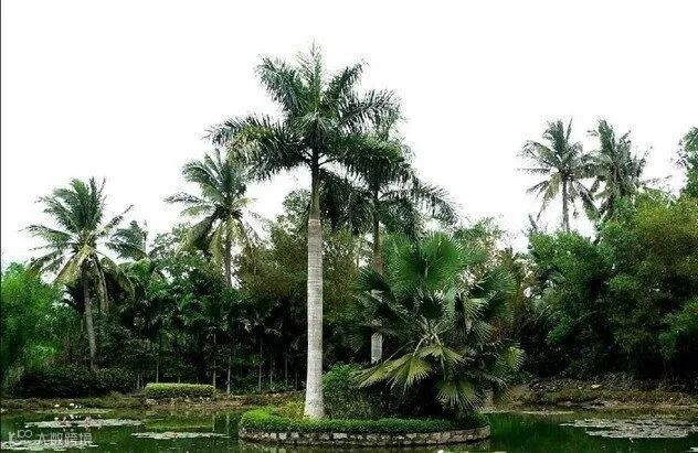 海南热带植物园.jpg
