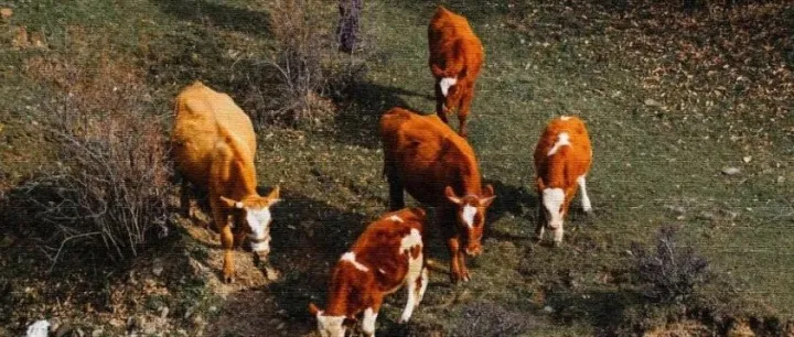 牛年看牛沾牛氣！攝影師這一組“牛照”難得看到……