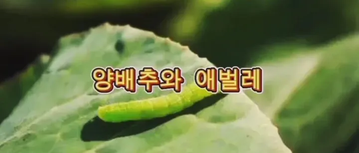 | 영<em>상</em>시 | 양배<em>추</em>와 애벌<em>레</em>