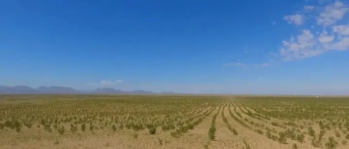 <em>阿拉善</em>植绿锁沙绘新景