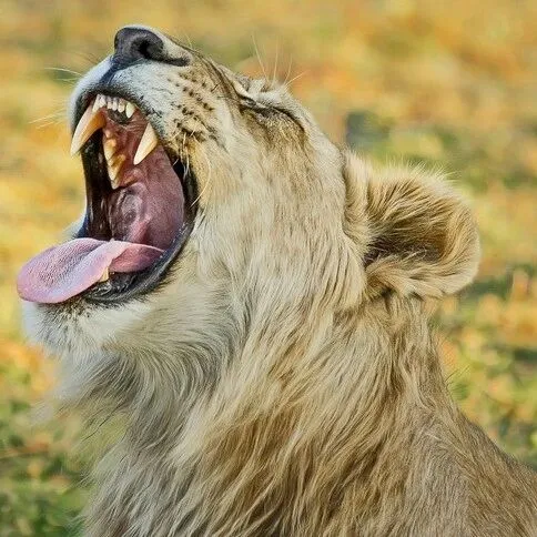 中国企业出海澳大利亚<em>知识产权</em>保护策略