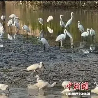 大批珍稀鸟类南下广东过冬 多地刷新观测纪录