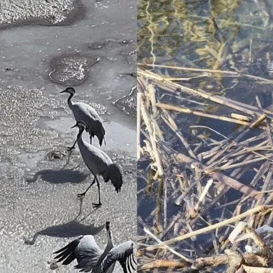 春有归期  候鸟如期而至