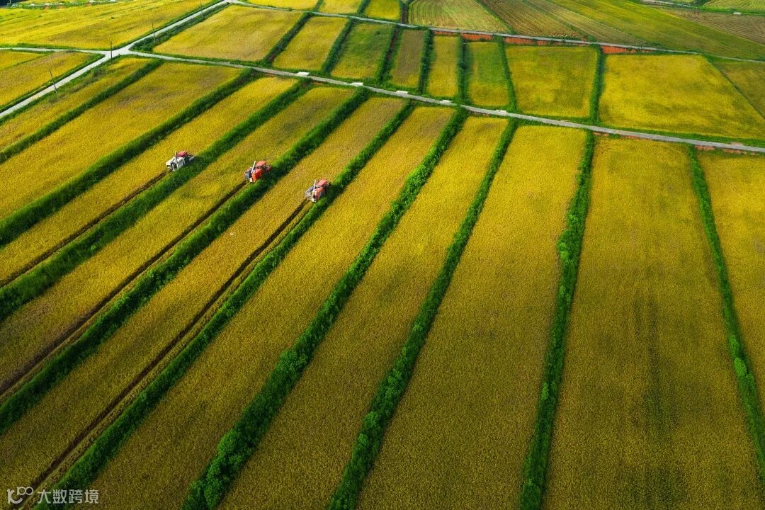 《丰收在望》  作者：黄付养，电话：13927811893，.jpg