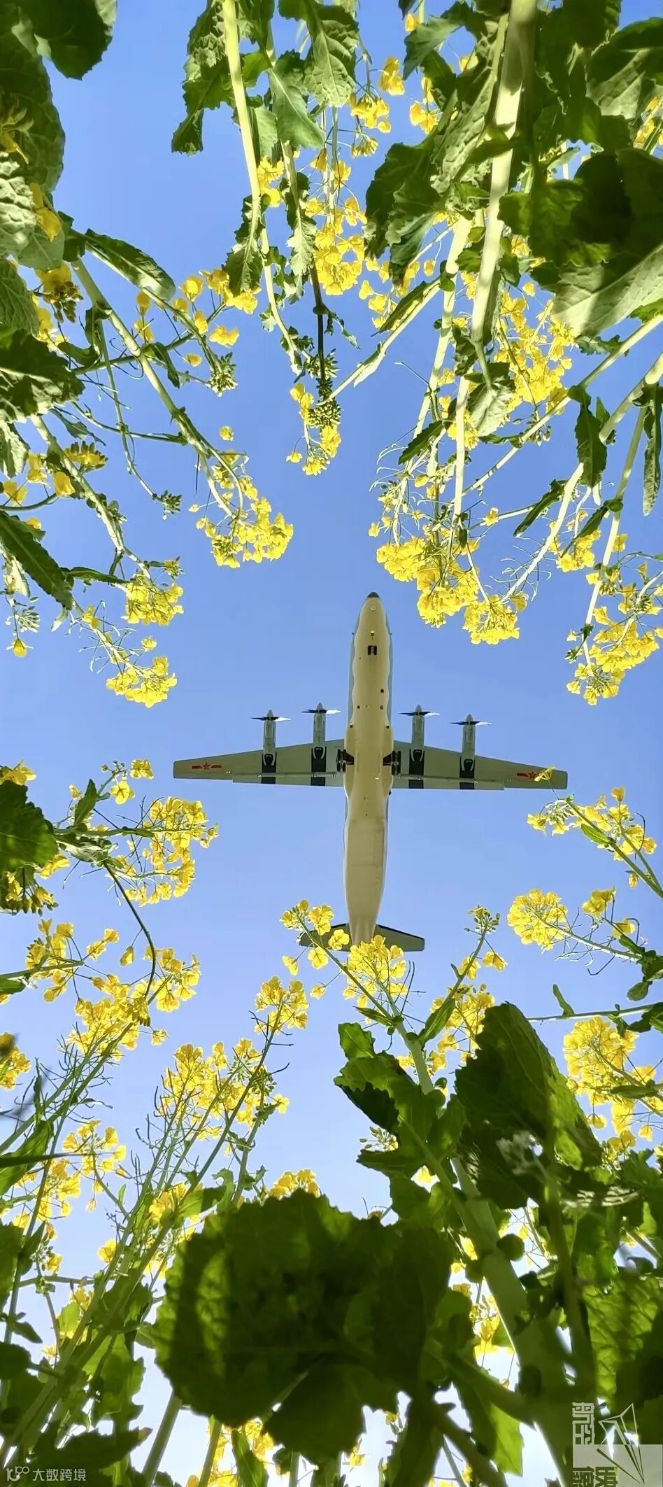 运8飞过花海 .jpg