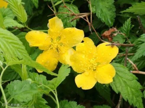 【文化义工】刘霞散文"清清凉凉的春雨中 wbr烦扰渐行渐远"