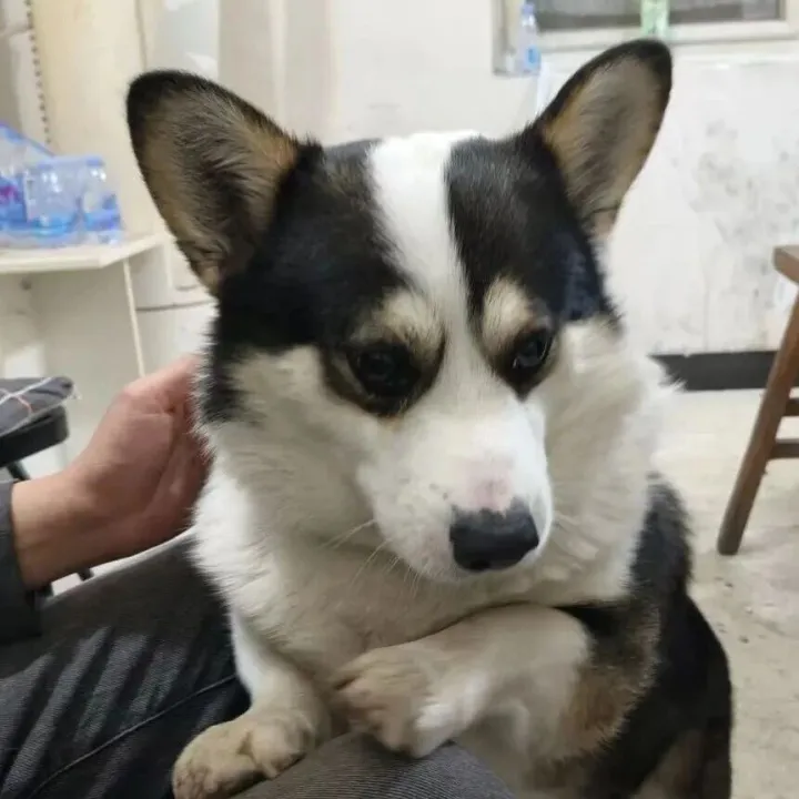 寻犬启事 | 巢湖百合丽城捡到柯基犬，失主请联系···