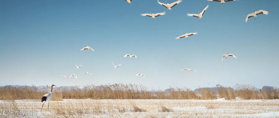 摄图网_501592411_wx_扎龙自然保护区丹顶鹤（企业商用） (2).jpg