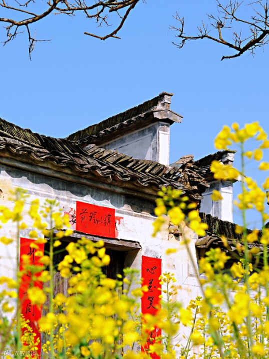 西递油菜花 汪洪2.jpg