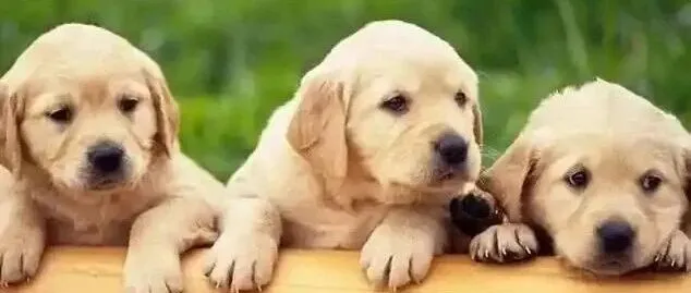 3个核心认知：别把搜索引擎当人看，把它当成宠物，你的网站排名自然就好起来了！