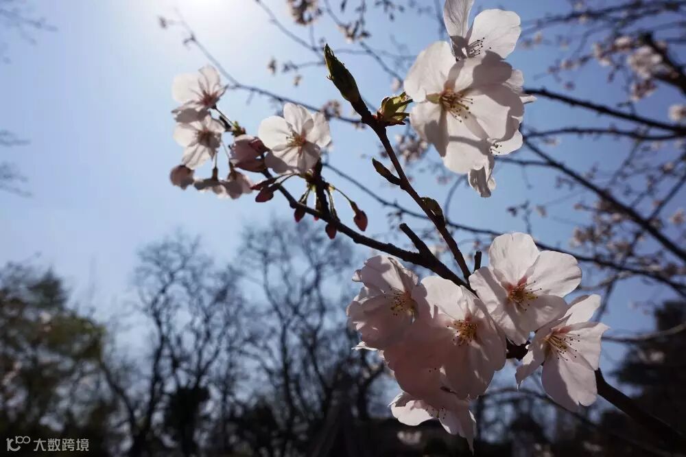 2017.3.28 樱花树下.jpg