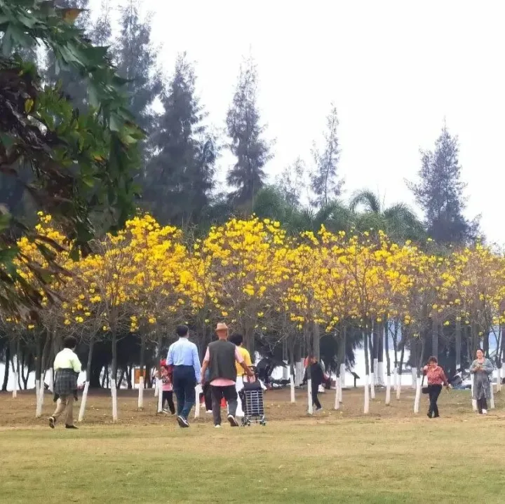 <em>防城港</em>：黃花風(fēng)鈴木盛放，點亮春日浪漫