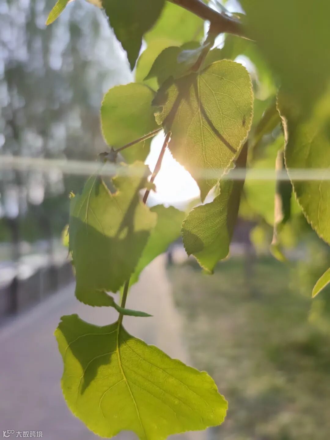 热轧部 王建锋 穿林日光.jpg