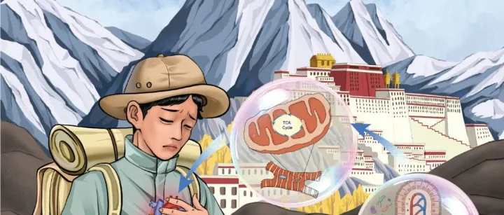 研究生读书会之48：痰液微生物组组成与COPD合并支气管扩张的代谢组和临床结局相关：一项前瞻性队列研究