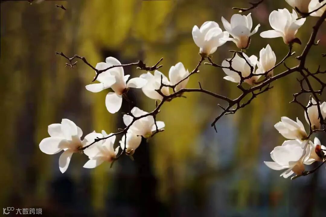 首宝核力+揣宝峰+绽放 (3).jpg