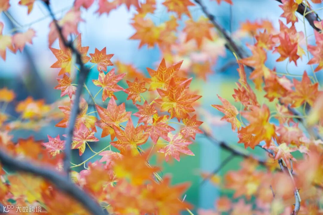 冷轧部 郭天靖 《枫景独好》 .jpg