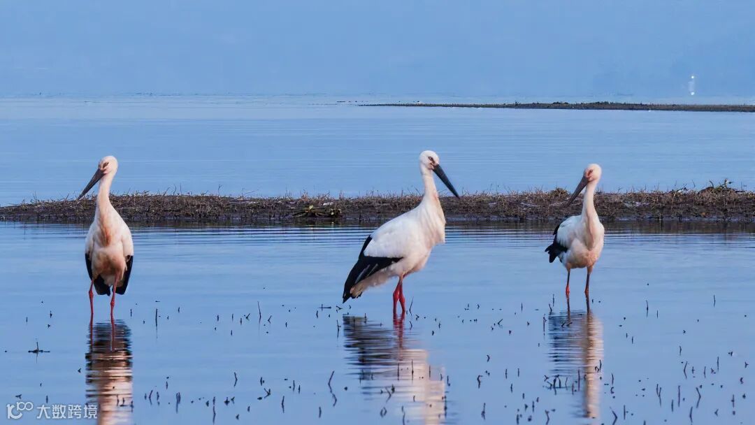 东方白鹳在仙女湖水面休憩。袁建兵摄