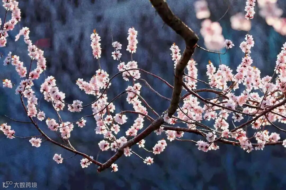 首宝核力+马芳钞+春意浓 (1).jpg