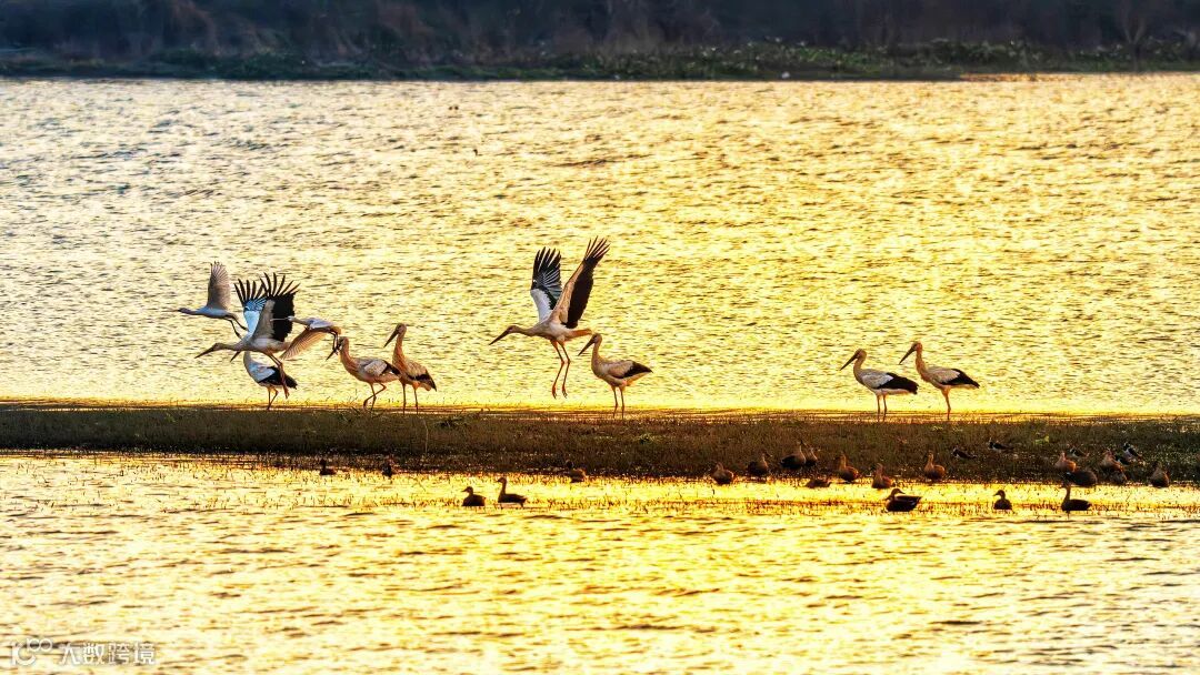东方白鹳在仙女湖金色的水面上“舞蹈”。袁建兵摄